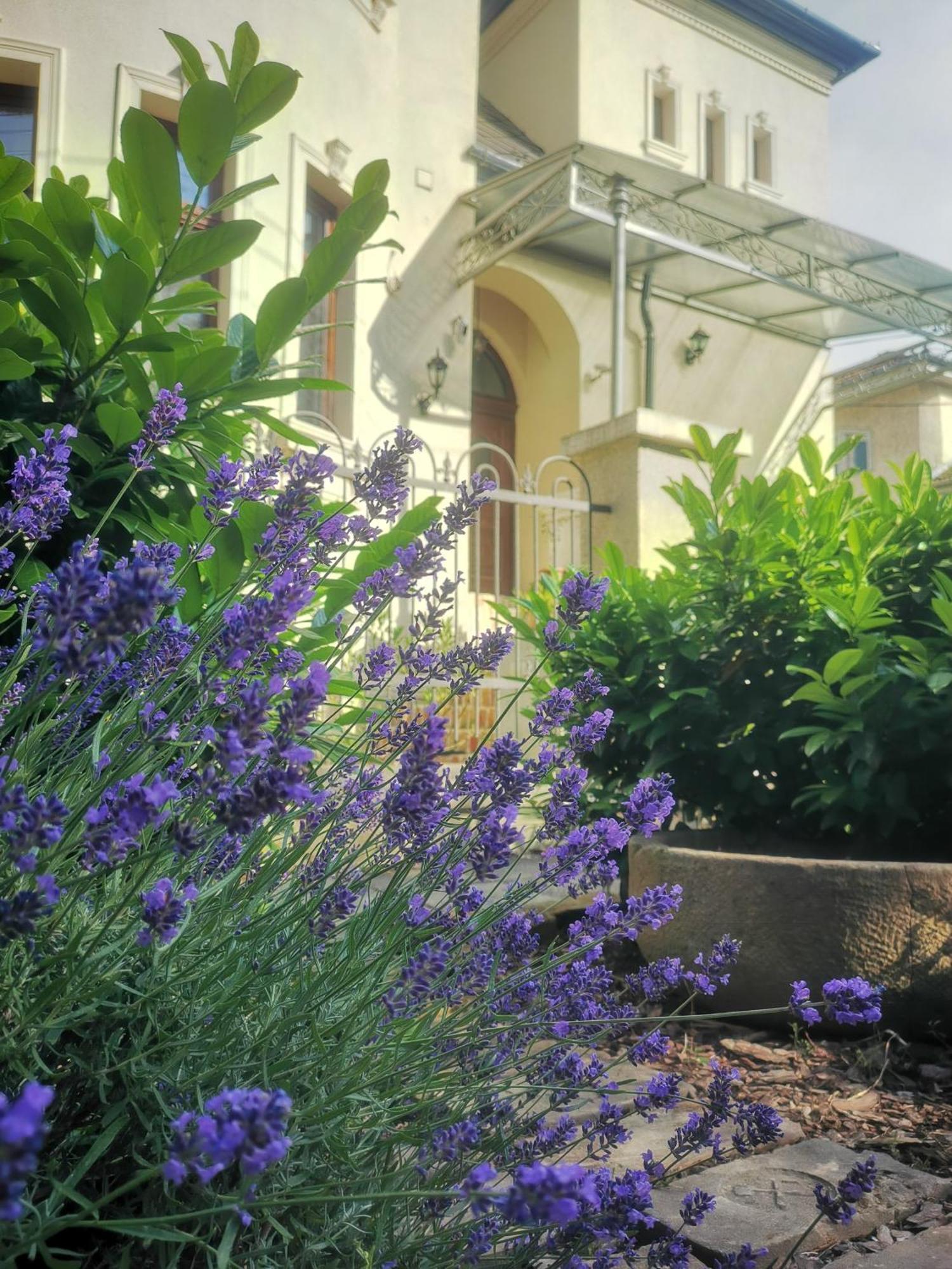 Kuria Apartman With Private Jacuzzi And Pool Budapest Exteriör bild